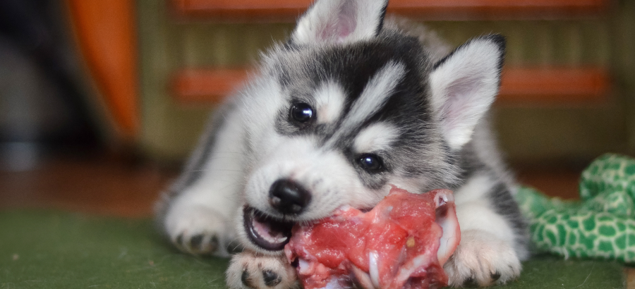 Dogs can shops eat raw meat