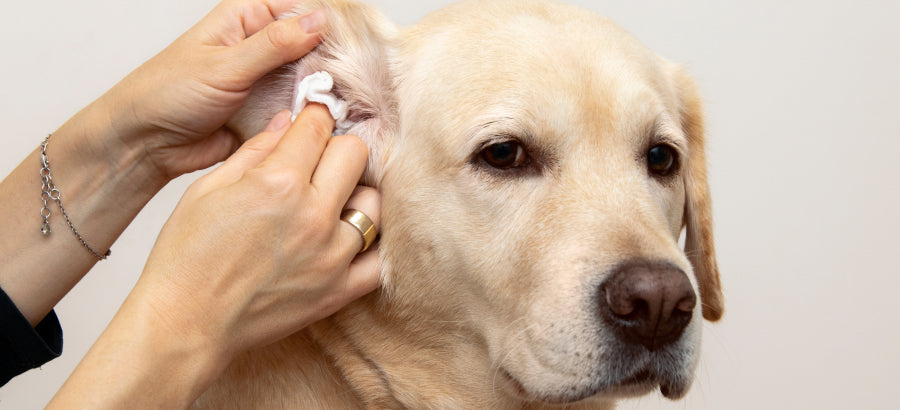 Dog Ear Yeast Infection Try These Quick Fixes