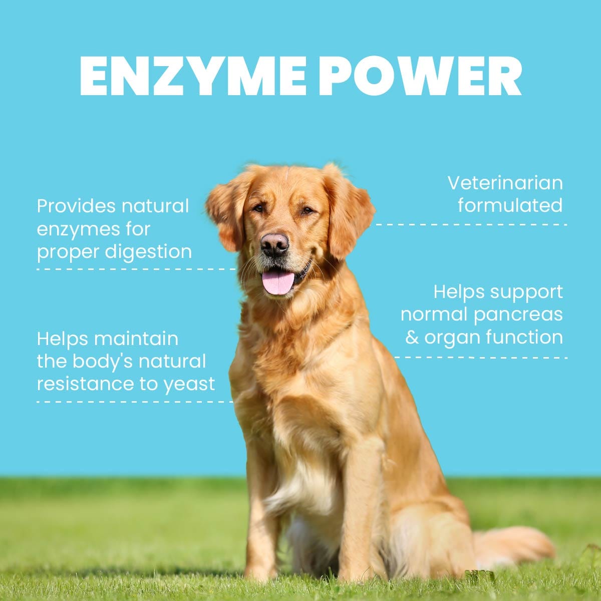 can you give your dog too much digestive enzymes