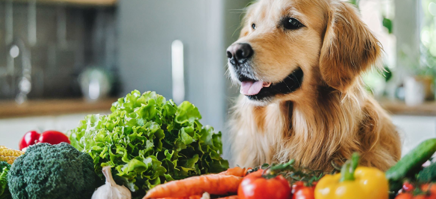 Vegetables For Dogs: Top 10 Benefits