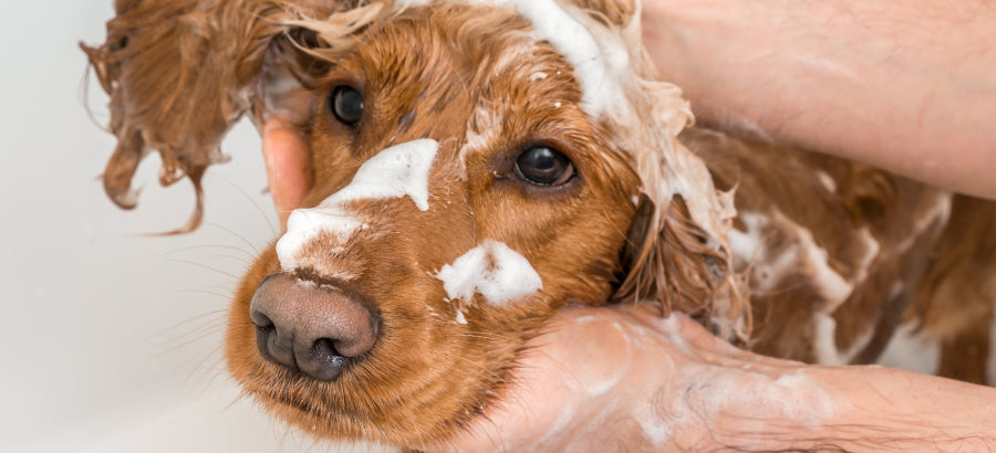 16 Dog Shampoo Ingredients To Avoid Using