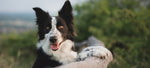 Dog Gut Health: 5 Tips For A Healthy Gut