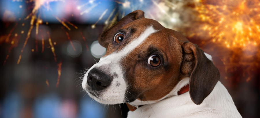 Dogs And Fireworks: Natural Solutions For Stress And Anxiety