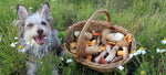 Antioxidants In Mushrooms: Good For Dogs?