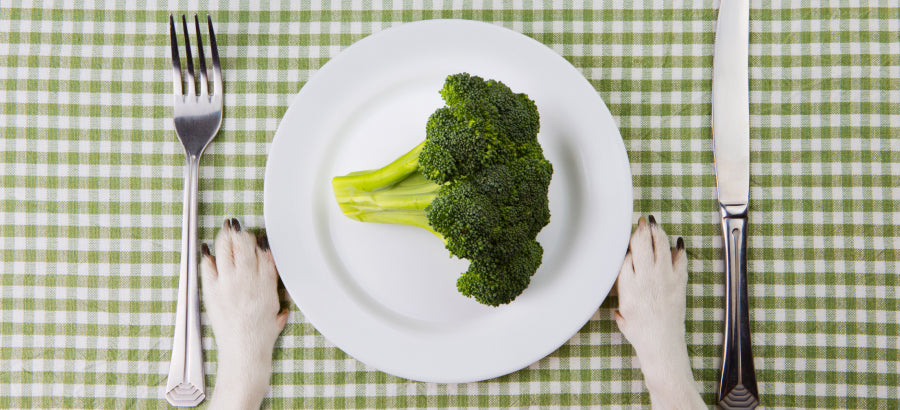 Can Dogs Eat Broccoli Safely? Risks Vs Benefits