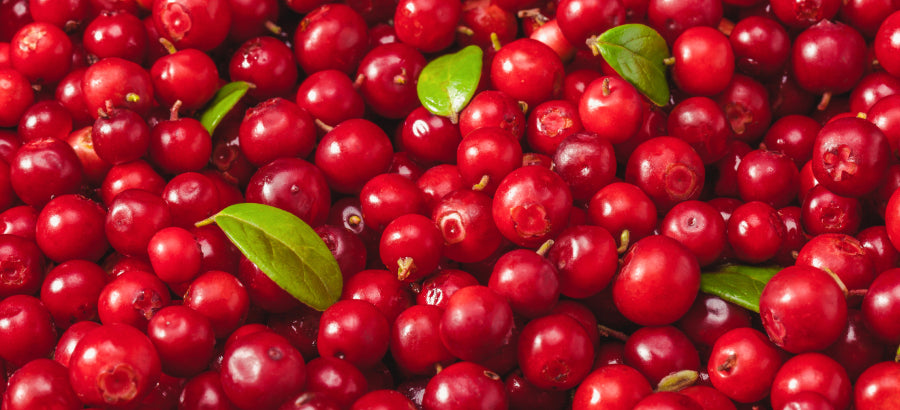 Are cranberries bad for dogs best sale