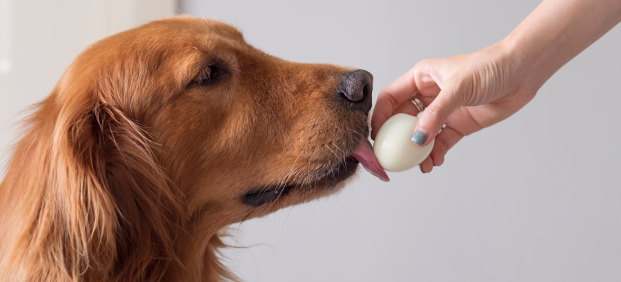 Can Dogs Eat Eggs Safely? Benefits And Risks