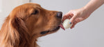 Can Dogs Eat Eggs Safely? Benefits And Risks