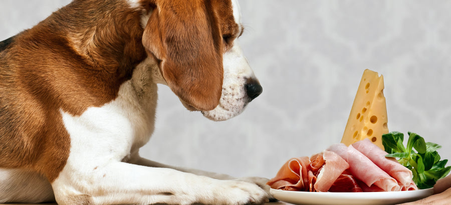 Is ham safe for dogs to eat hotsell