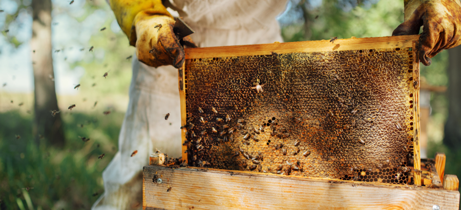 Beekeeper extracting honey for dogs