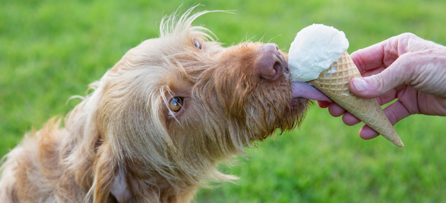 Can Dogs Eat Ice Cream? (The Truth)