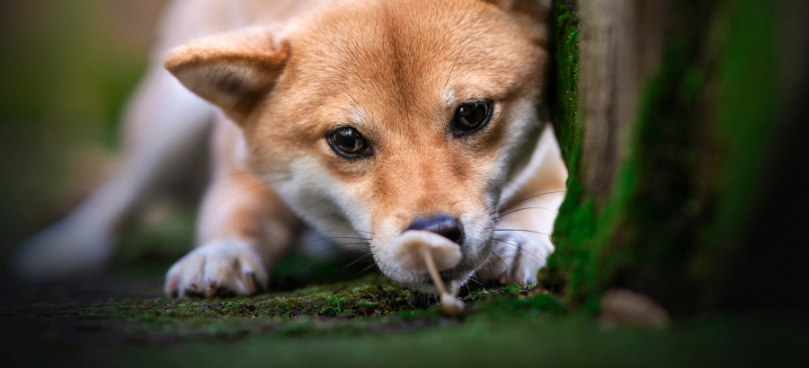 Can Dogs Eat Mushrooms Safely?