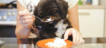 Can Dogs Eat Rice? And Should They?