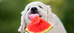 Can Dogs Eat Watermelon? Benefits And Risks