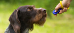 Clicker Training Dogs: Full Guide With Fun Games