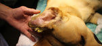 Dog Ear Hematoma? Here's What To Do