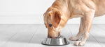 Is Freeze-Dried Dog Food Good For Dogs?