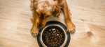 GMOs In Dog Food: Everything You Need To Know