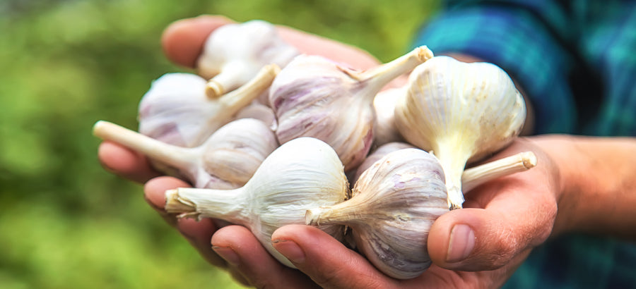 Can Dogs Eat Garlic? Risks And Benefits