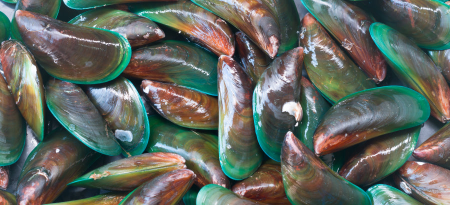 Green Lipped Mussels For Dogs: Do They Really Work?