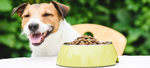 How To Make Dog Kibble Better And Healthier: Full Guide