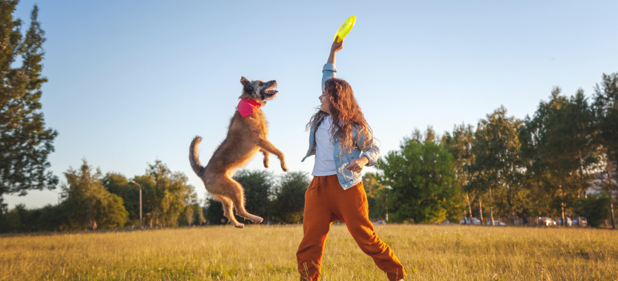 Training Through Play (How To Play With Dog For Training)