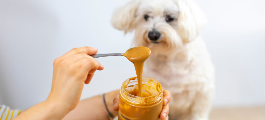 Can Dogs Eat Peanut Butter?