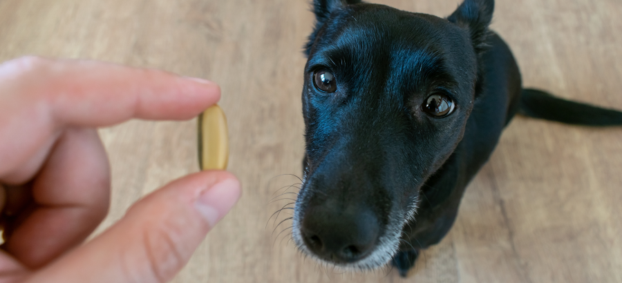 Krill Oil For Dogs: Problems And Alternative