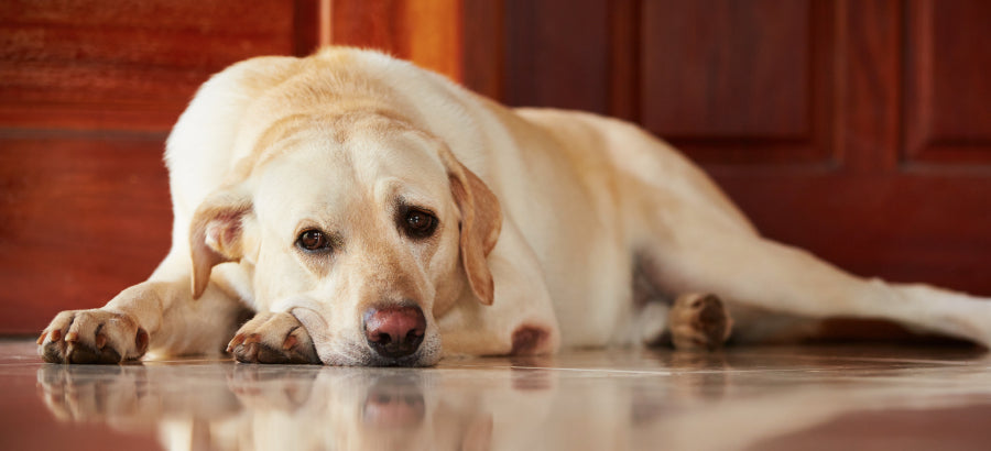 Leaky Gut In Dogs: Causes And Treatment