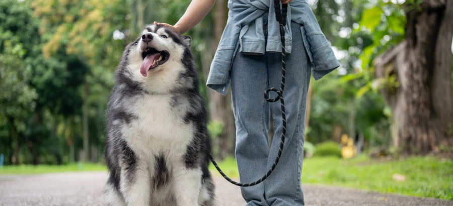 Leash Train A Dog The Easy Way (Step-By-Step Guide)