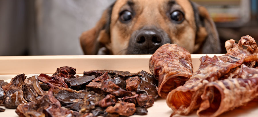 Natural Dog Treats: Scams Vs Real Food