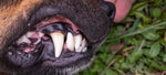 Dog Breath Stinks? Try This Dog Gum Disease Home Remedy