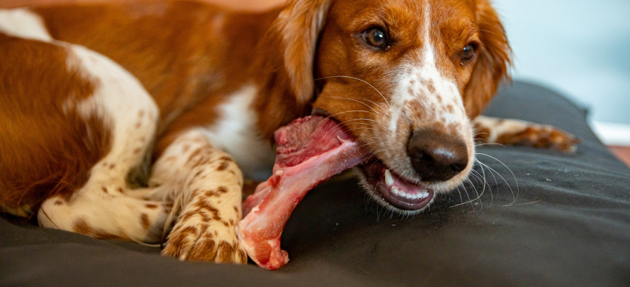 Picking The Best Bones For Dogs