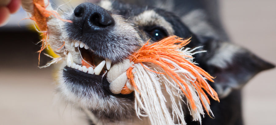 How To Make Your Own Dog Toy: Fun And Easy DIY Ideas