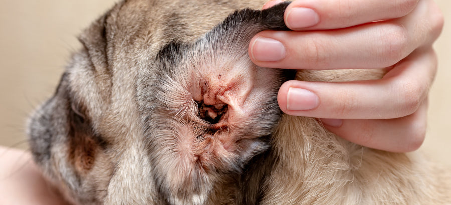 Ear Mites In Dogs Symptoms And Natural Treatments