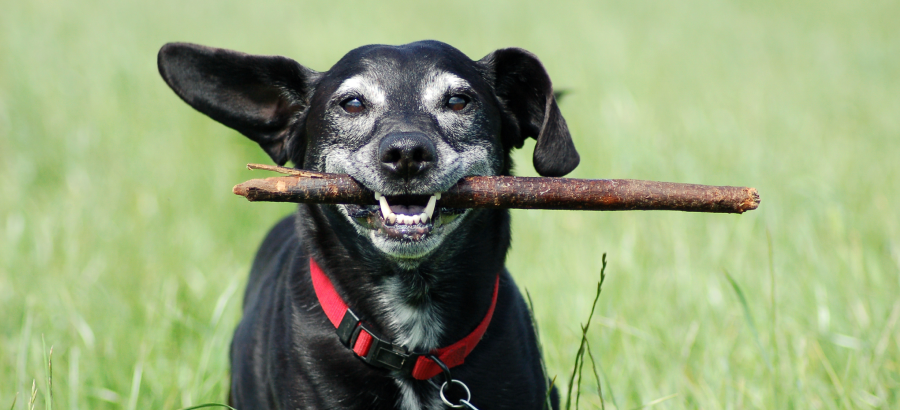 The 6 Best Supplements For Senior Dogs