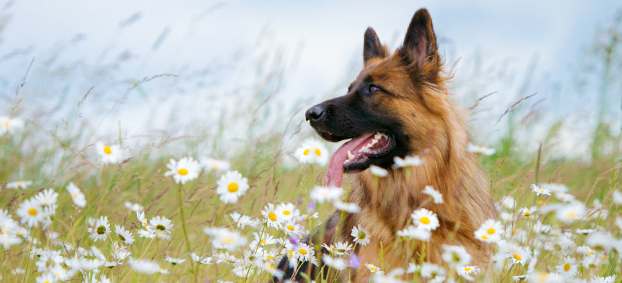 The 10 Best Natural Antibiotics For Dogs