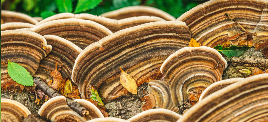 Turkey Tail Mushrooms For Dogs: Are The Health Benefits Real?