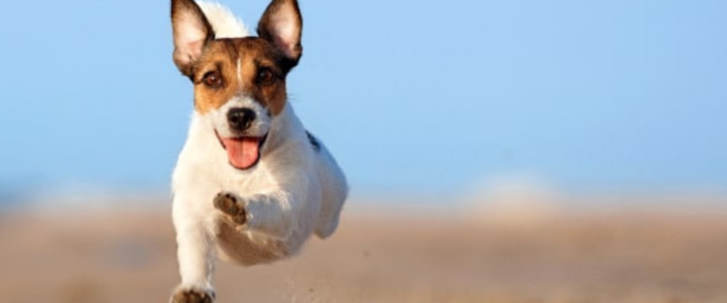 Natural Heartworm Treatment For Dogs