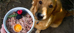 Want To Feed Raw Dog Food? Start Here