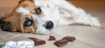 Can Dogs Eat Chocolate?