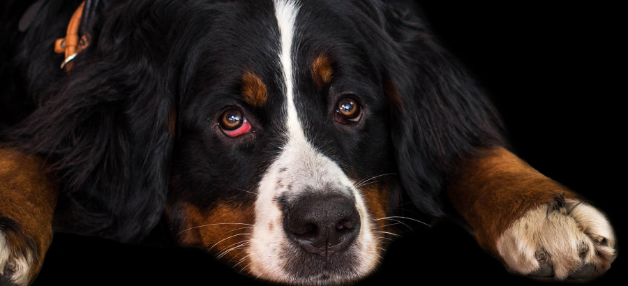 Why Are My Dog's Eyes Red? 10 Causes And Solutions