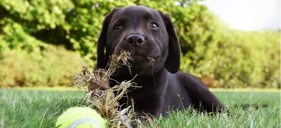 Why Do Dogs Eat Grass? And What Can You Do About It?