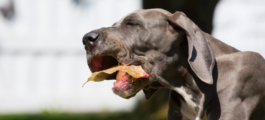 Are Pig Ears Good For Dogs? Benefits And Risks Revealed