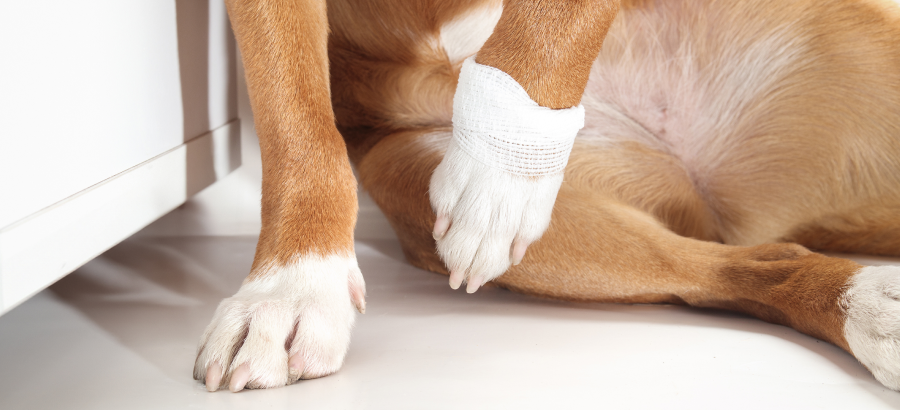 The Best Home Remedies For Sore Dog Paws