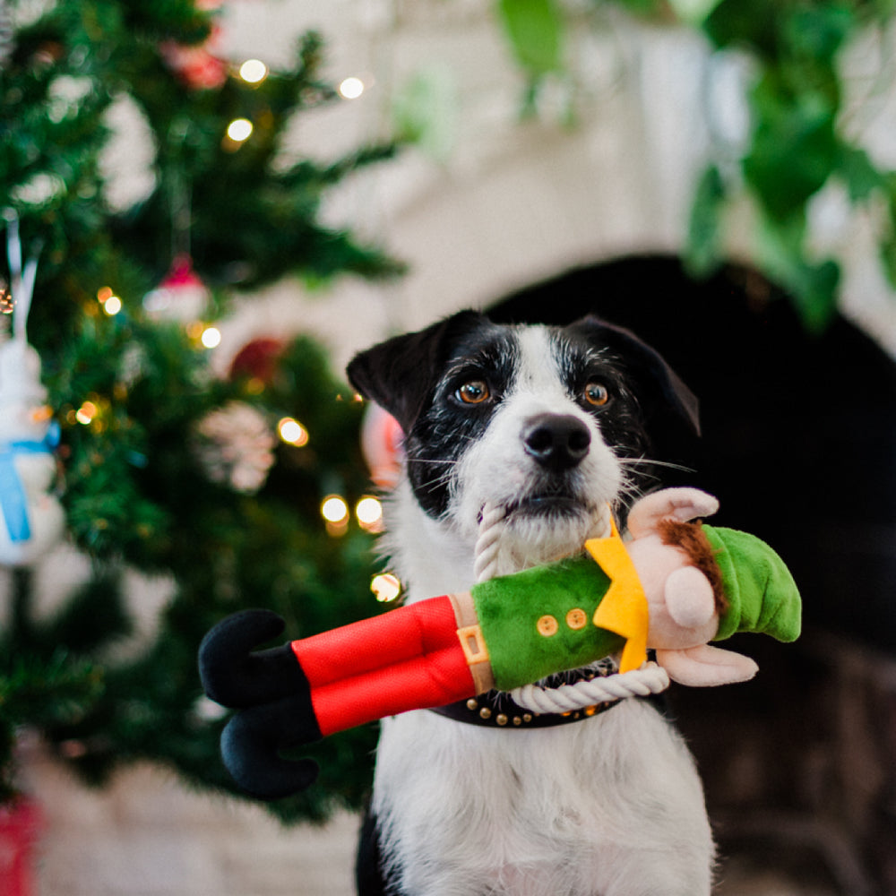 
                  
                    Toy hanging from a dog's mouth
                  
                