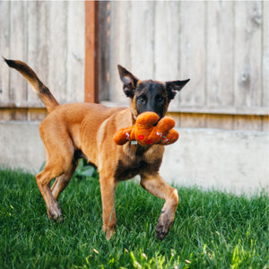 
                  
                    Brown dog running with toy in its mouth
                  
                