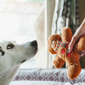 
                  
                    Toy being handed to a white dog
                  
                