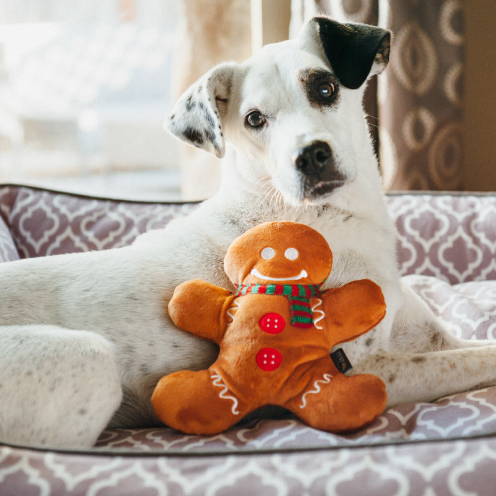 
                  
                    Toy laying down with a white dog
                  
                