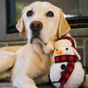 
                  
                    Blizzard Buddy Dog Toy sitting with a yellow lab
                  
                